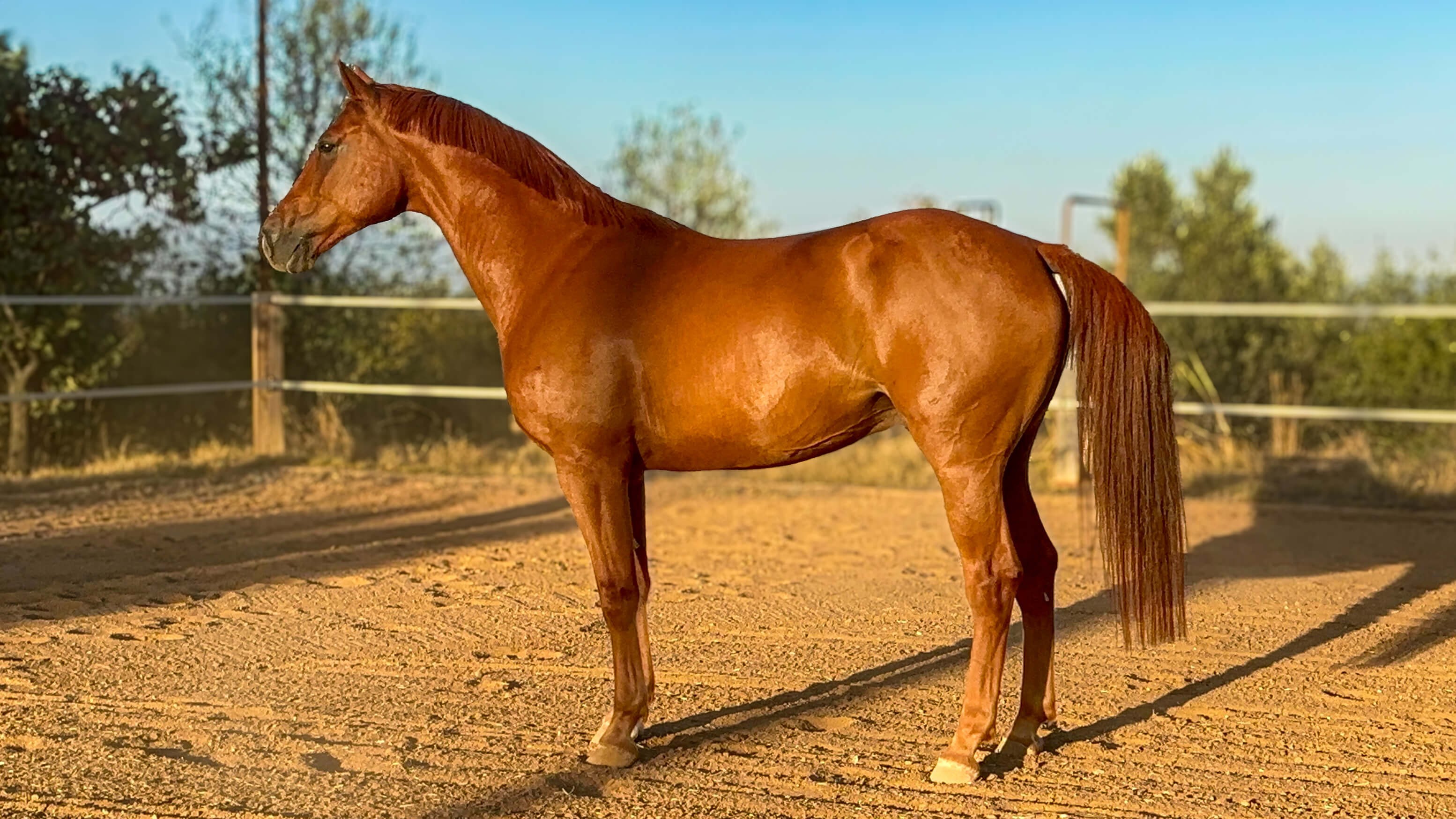 horse